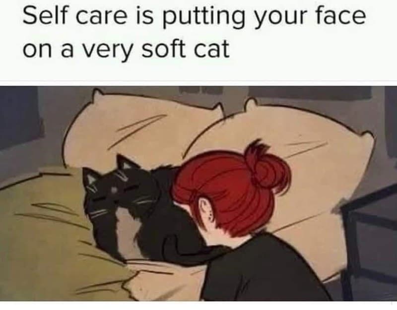 30 Excellent Cat Memes For All The Cat Lovers