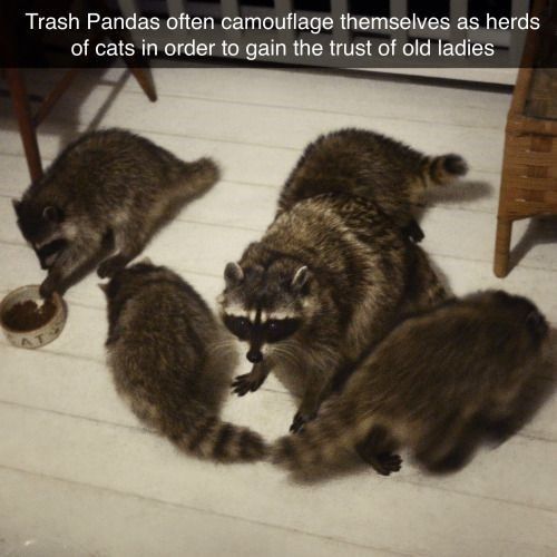 31 Absolutely Funny Animal Memes&Nbsp;
