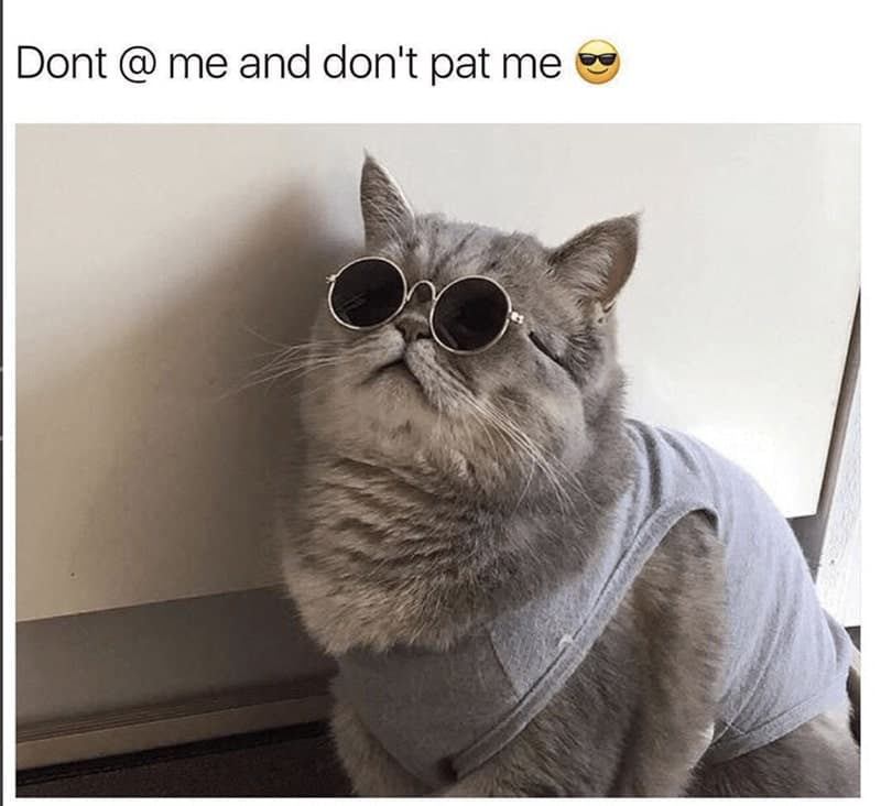 30 Excellent Cat Memes For All The Cat Lovers