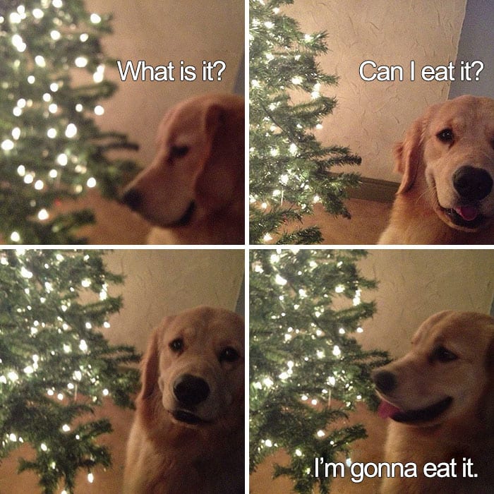 30 Festive Christmas Memes To End Off Your Year 