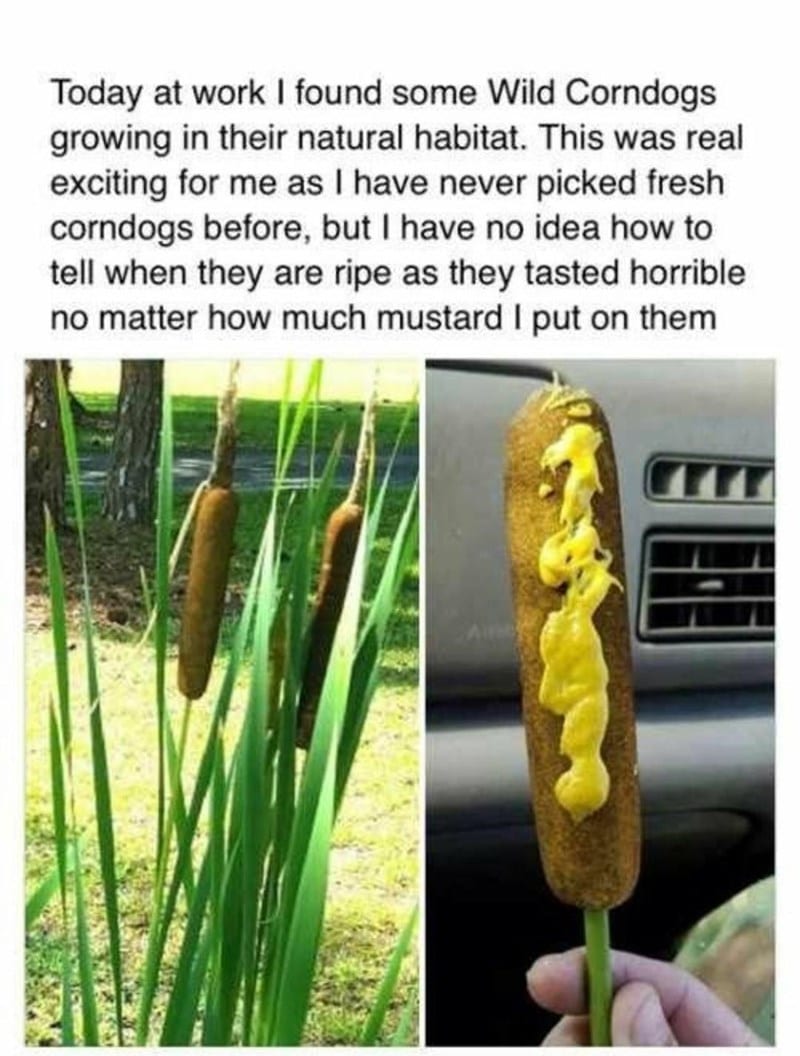 30 Delicious Food Memes To Share With A Food Lover 