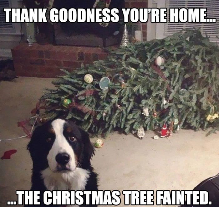 30 Festive Christmas Memes To End Off Your Year 