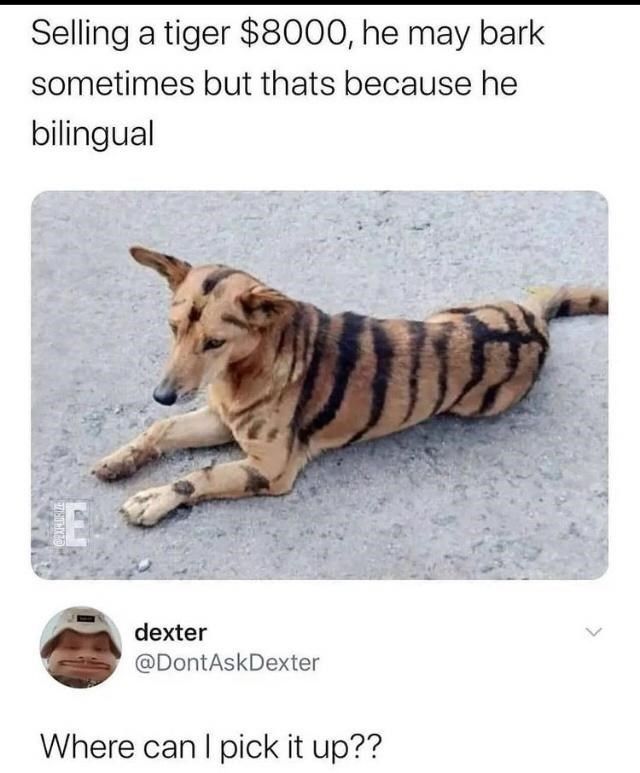 30 Awesomely Cute Dog Memes Just Incase You'Re Having A Bad Day