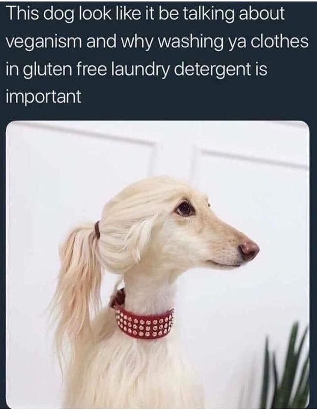 30 Awesomely Cute Dog Memes Just Incase You'Re Having A Bad Day