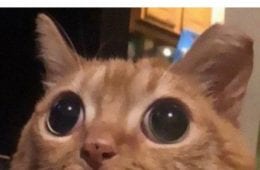 30 Awesome Cat Memes To Look At