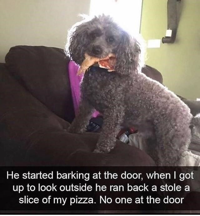 30 Awesomely Cute Dog Memes Just Incase You'Re Having A Bad Day