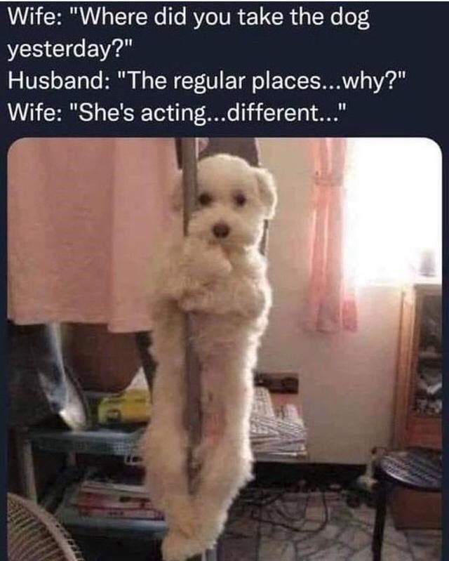 30 Awesomely Cute Dog Memes Just Incase You'Re Having A Bad Day