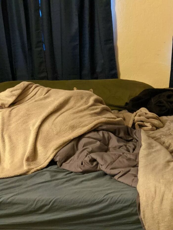 30 Extreme Examples Of Why Cats Are Ninjas