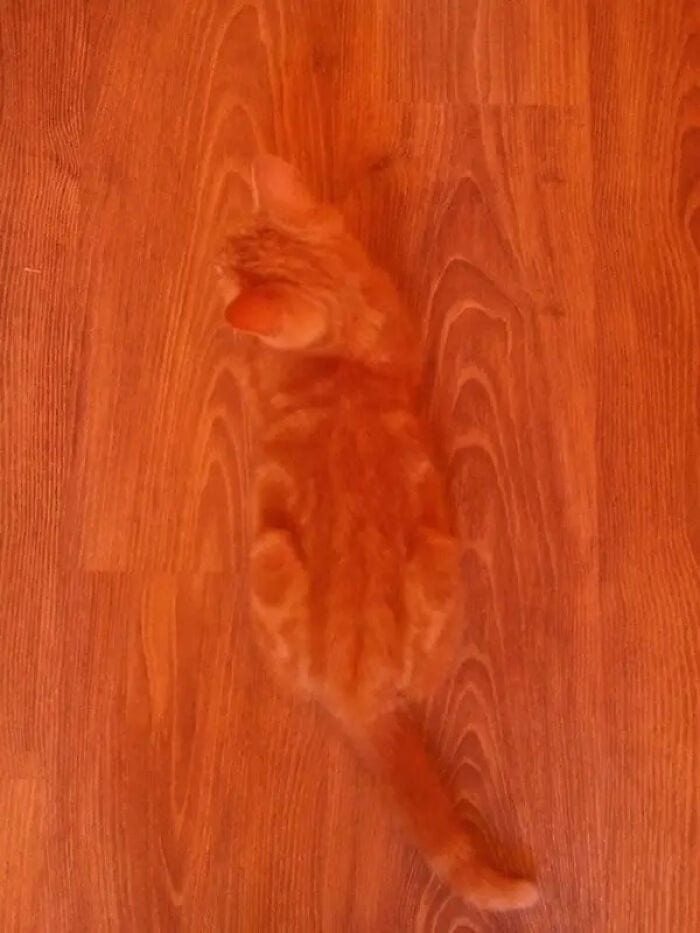30 Extreme Examples Of Why Cats Are Ninjas