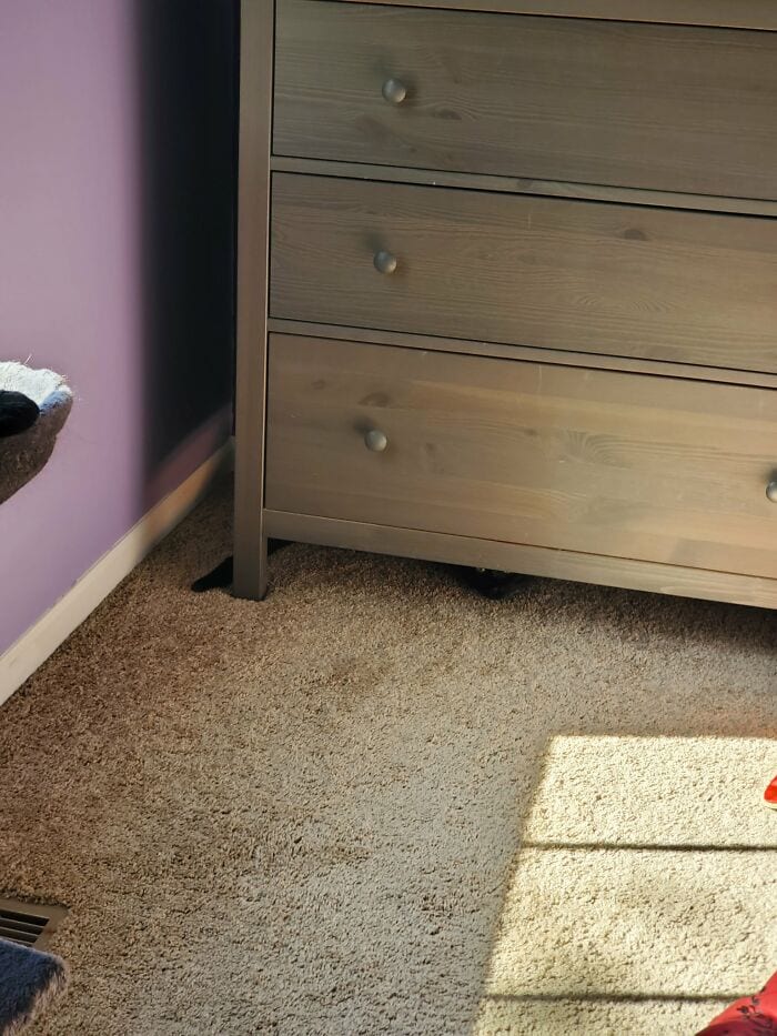 30 Extreme Examples Of Why Cats Are Ninjas