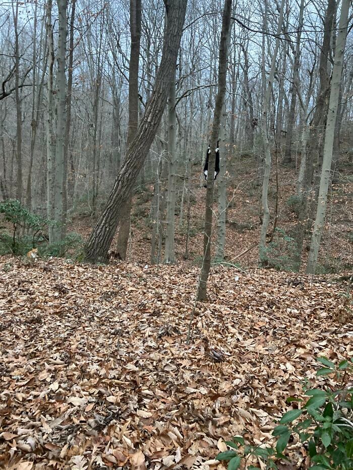 30 Extreme Examples Of Why Cats Are Ninjas