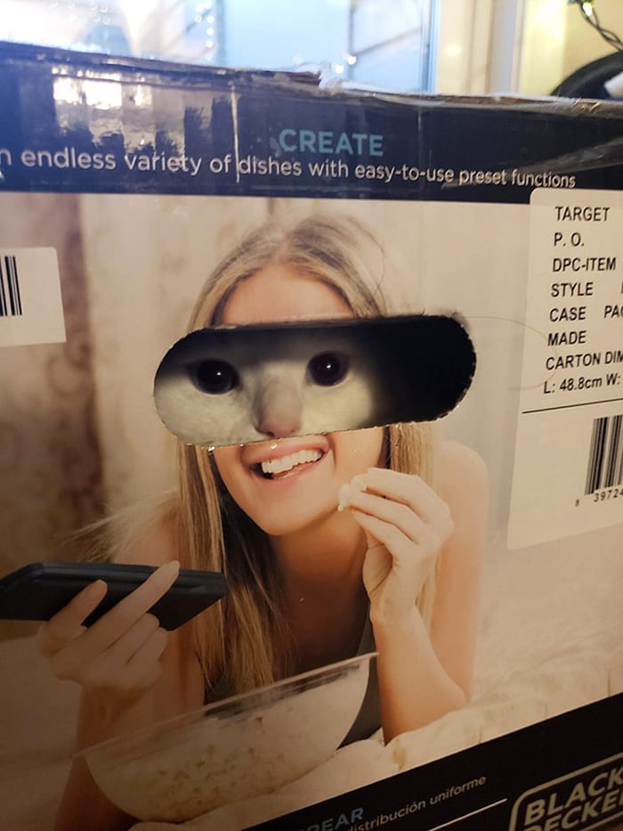 30 Extreme Examples Of Why Cats Are Ninjas
