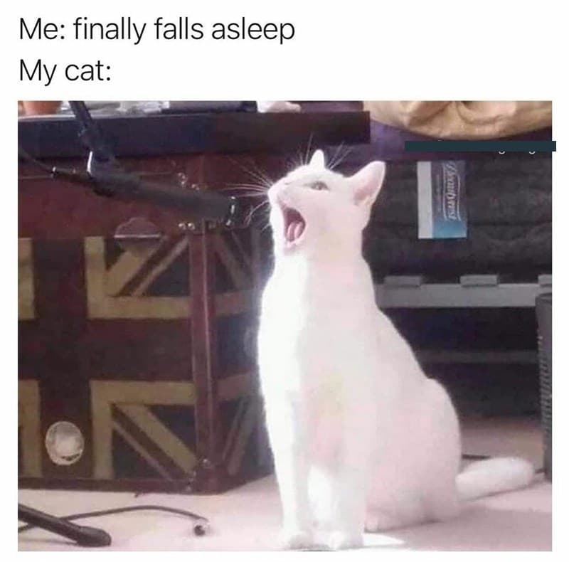 20 Dumb Cat Memes That Are So Funny You Can't Resist Laughing 