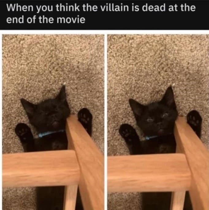 20 Dumb Cat Memes That Are So Funny You Can't Resist Laughing 