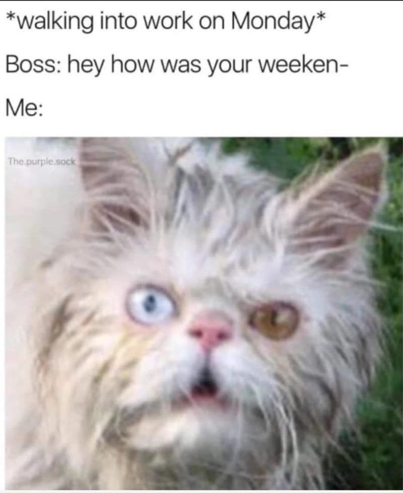 20 Dumb Cat Memes That Are So Funny You Can't Resist Laughing 