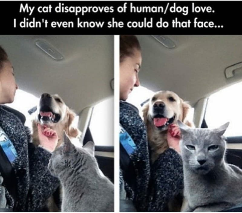 20 Dumb Cat Memes That Are So Funny You Can't Resist Laughing 