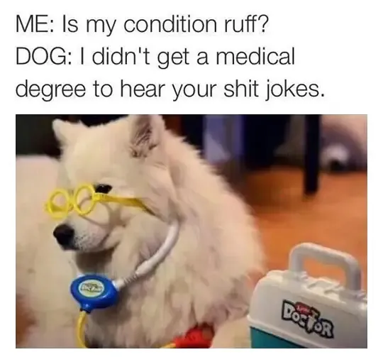 30 Perfect Funny Dog Memes That Will Make Your Day So Much Better
