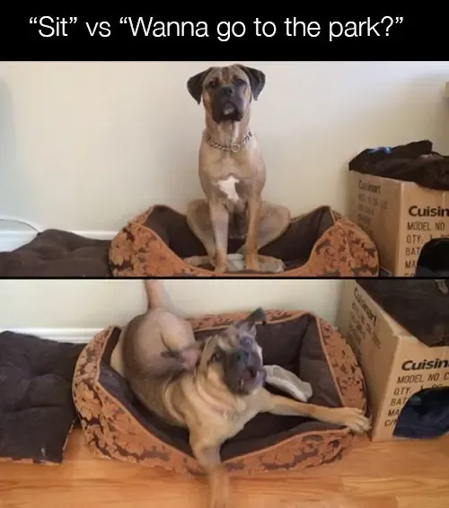 30 Perfect Funny Dog Memes That Will Make Your Day So Much Better