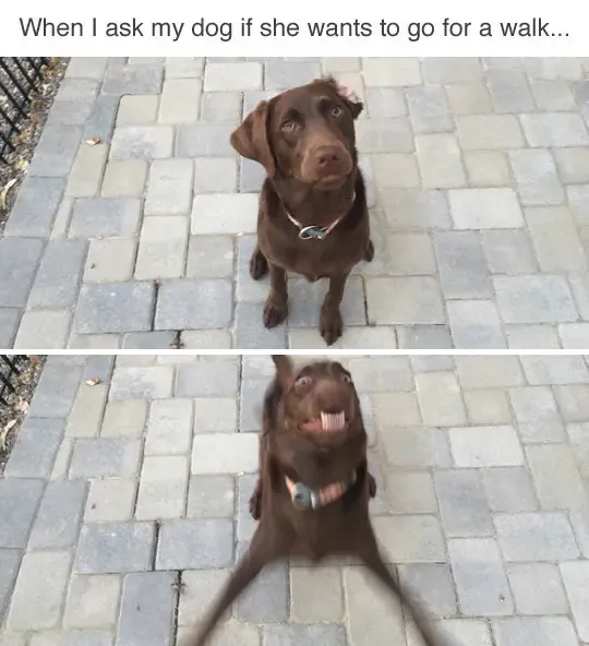 30 Perfect Funny Dog Memes That Will Make Your Day So Much Better