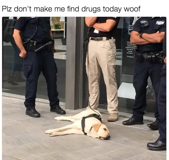 30 Perfect Funny Dog Memes That Will Make Your Day So Much Better