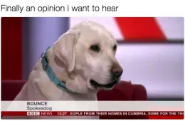 30 Perfect Funny Dog Memes That Will Make Your Day So Much Better