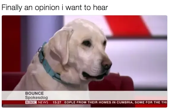 30 Perfect Funny Dog Memes That Will Make Your Day So Much Better