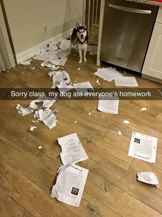 30 Perfect Funny Dog Memes That Will Make Your Day So Much Better