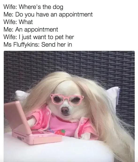 30 Perfect Funny Dog Memes That Will Make Your Day So Much Better