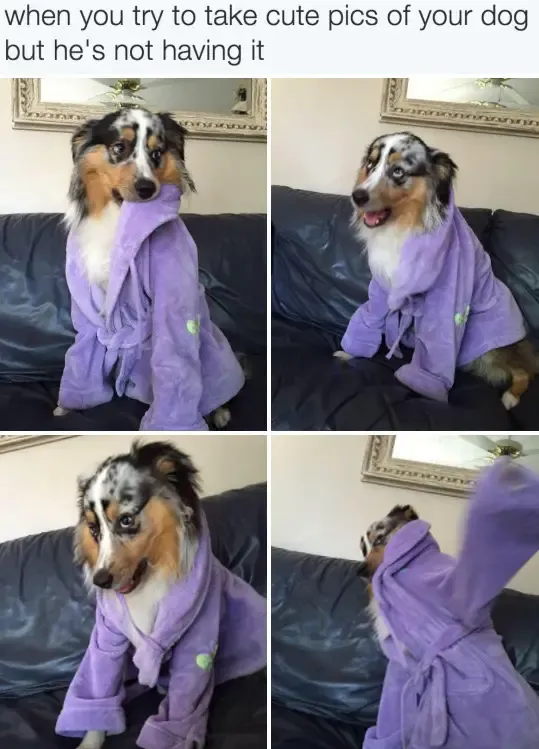 30 Perfect Funny Dog Memes That Will Make Your Day So Much Better