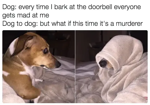 30 Perfect Funny Dog Memes That Will Make Your Day So Much Better