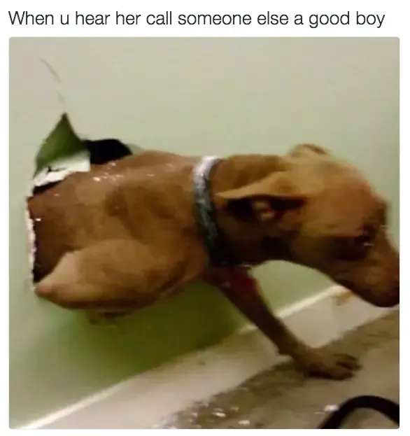 30 Perfect Funny Dog Memes That Will Make Your Day So Much Better