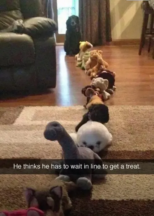 30 Perfect Funny Dog Memes That Will Make Your Day So Much Better