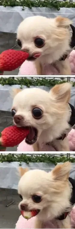 30 Perfect Funny Dog Memes That Will Make Your Day So Much Better