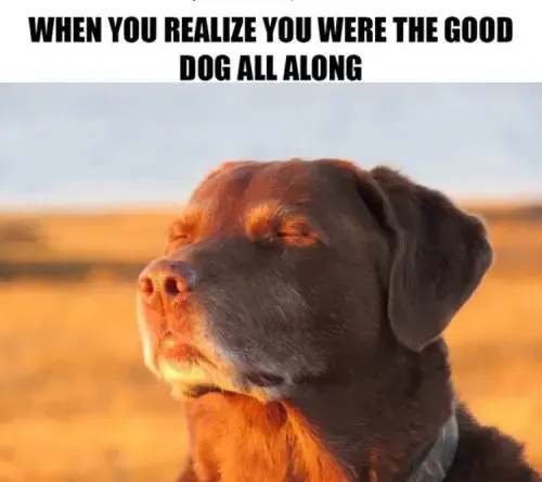 30 Perfect Funny Dog Memes That Will Make Your Day So Much Better