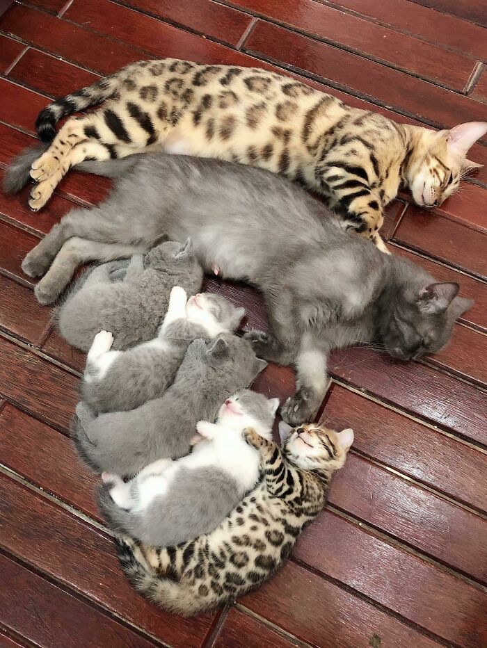 30 Extremely Cute And Wholesome Animal Parenting