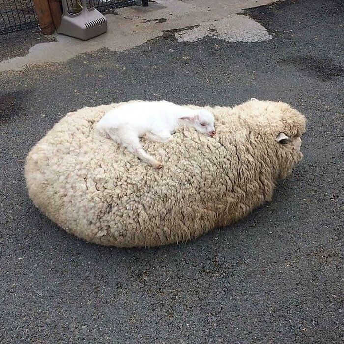 30 Extremely Cute And Wholesome Animal Parenting