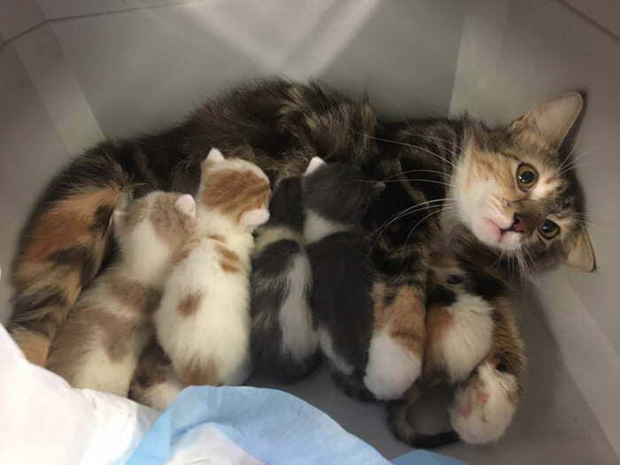 30 Extremely Cute And Wholesome Animal Parenting