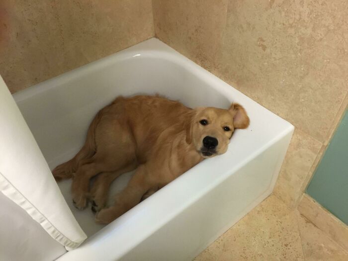 30 Extremely Cute And Wholesome Animal Parenting