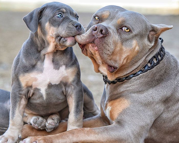 30 Extremely Cute And Wholesome Animal Parenting