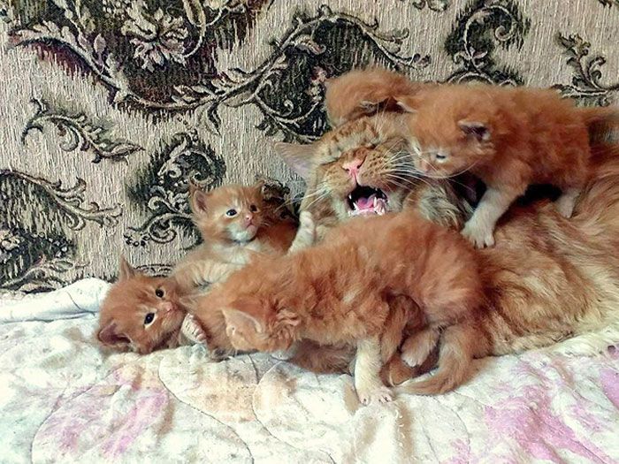 30 Extremely Cute And Wholesome Animal Parenting