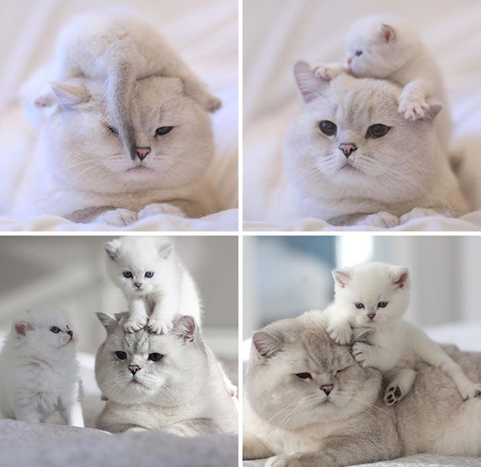 30 Extremely Cute And Wholesome Animal Parenting