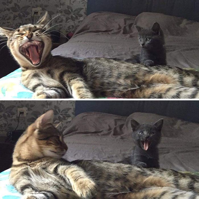 30 Extremely Cute And Wholesome Animal Parenting