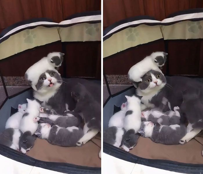 30 Extremely Cute And Wholesome Animal Parenting