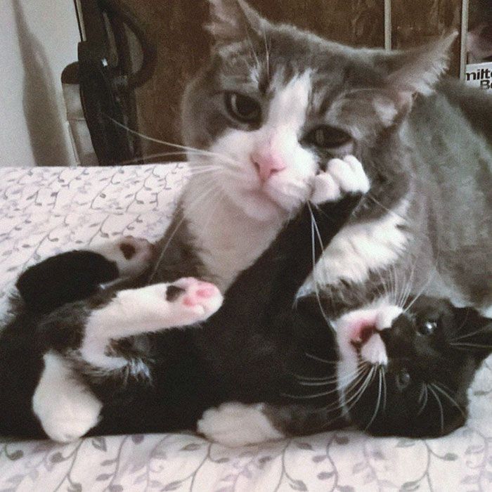 30 Extremely Cute And Wholesome Animal Parenting