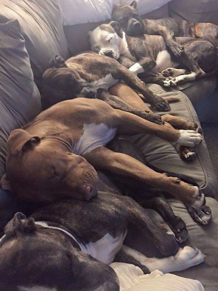 30 Extremely Cute And Wholesome Animal Parenting