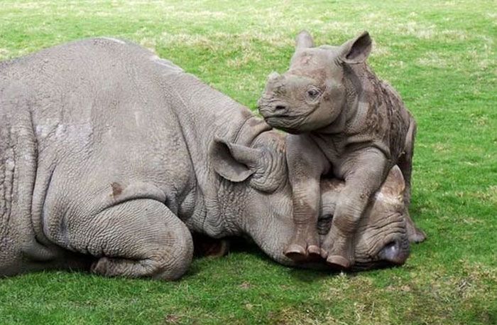 30 Extremely Cute And Wholesome Animal Parenting