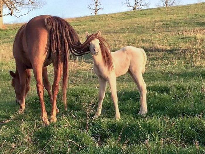 30 Extremely Cute And Wholesome Animal Parenting