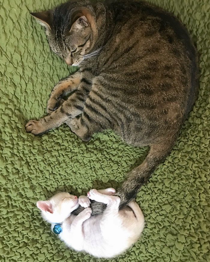 30 Extremely Cute And Wholesome Animal Parenting