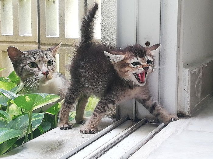 30 Extremely Cute And Wholesome Animal Parenting