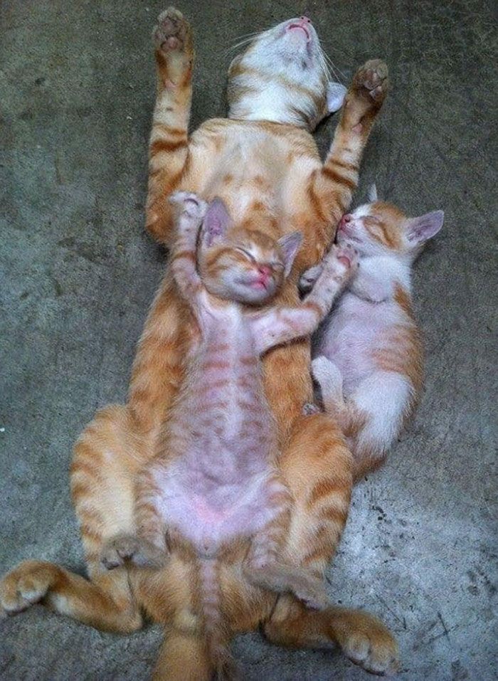30 Extremely Cute And Wholesome Animal Parenting